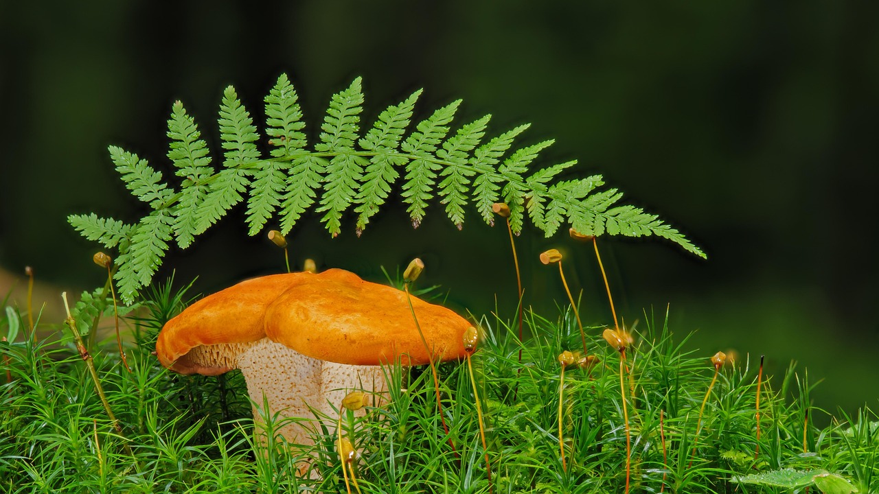 다이소 유심커터기