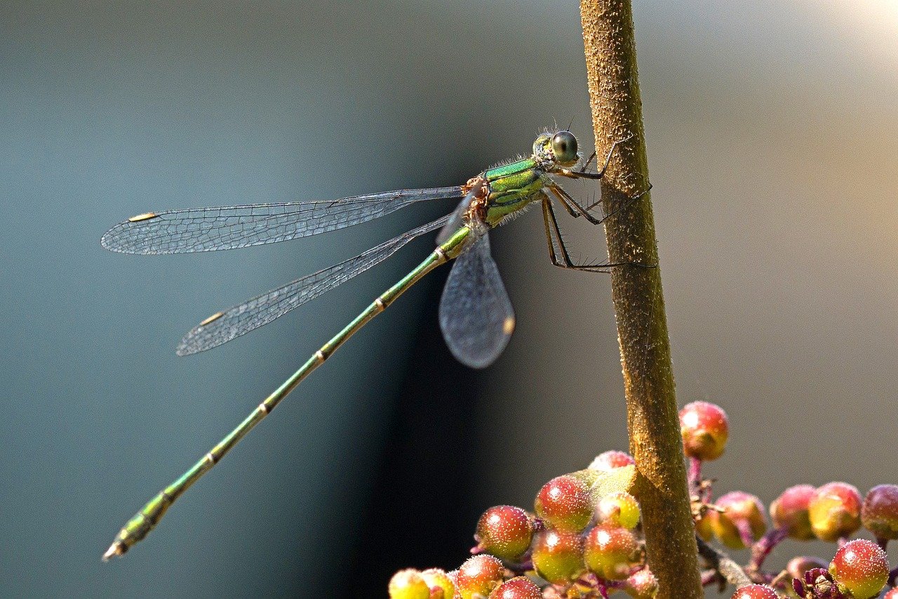 꼬리뼈 튀어나옴