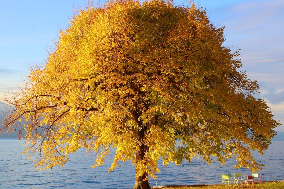 cncand의 효과적인 활용법 살펴보기