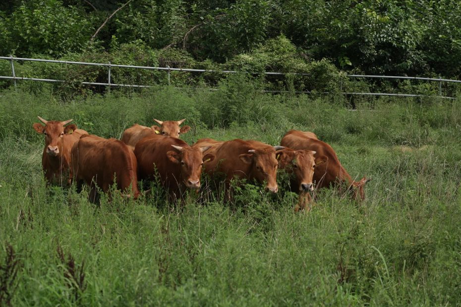 경자년 병술월의 풍수 개선 방법 알아보자