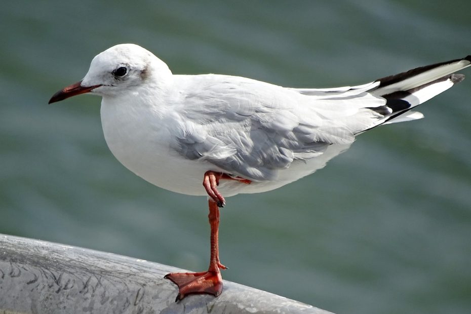한쪽 귀 먹먹함 해결을 위한 3가지 방법 알아보자
